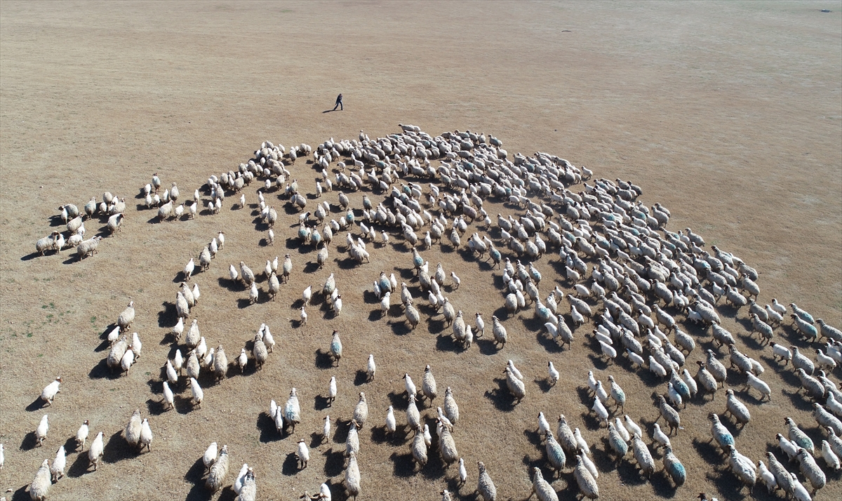 Drone ile görüntülenen buluşmada, bir kuzunun yaklaşık bin 500 hayvanın olduğu ortamda saniyeler içinde annesine kavuşması dikkati çekiyor.