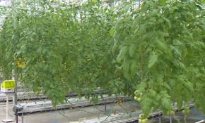 İBB topraksız tarım serasında yetiştirilen ürünler satacak