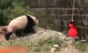 Çin'de pandaların yuvasına düşen çocuk polisin yardım eline tutundu