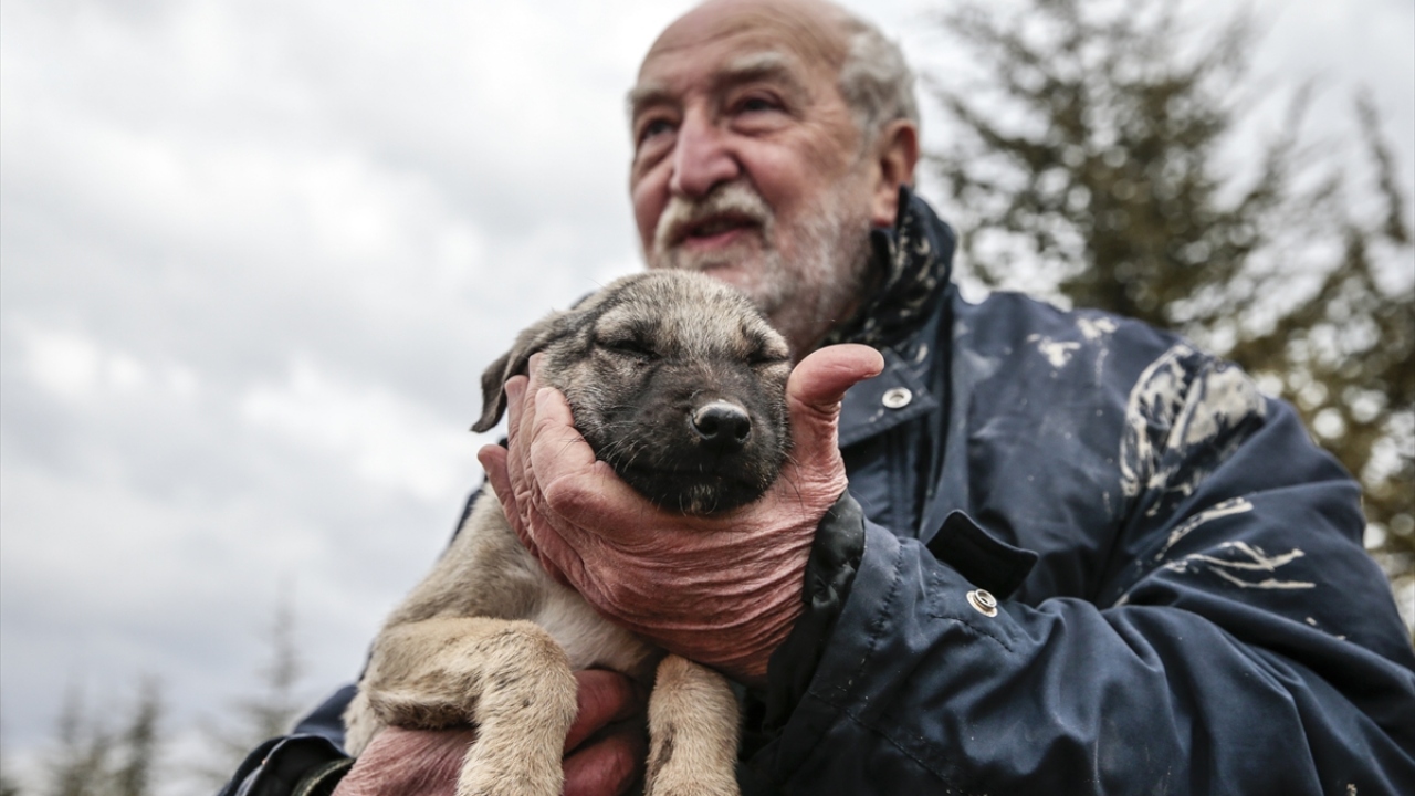 Burada şu anda 86 hayvana bakan Akçay, emekli maaşının bir bölümünü harcadığı köpekleri, tedavilerinin ardından sahiplendiriyor.