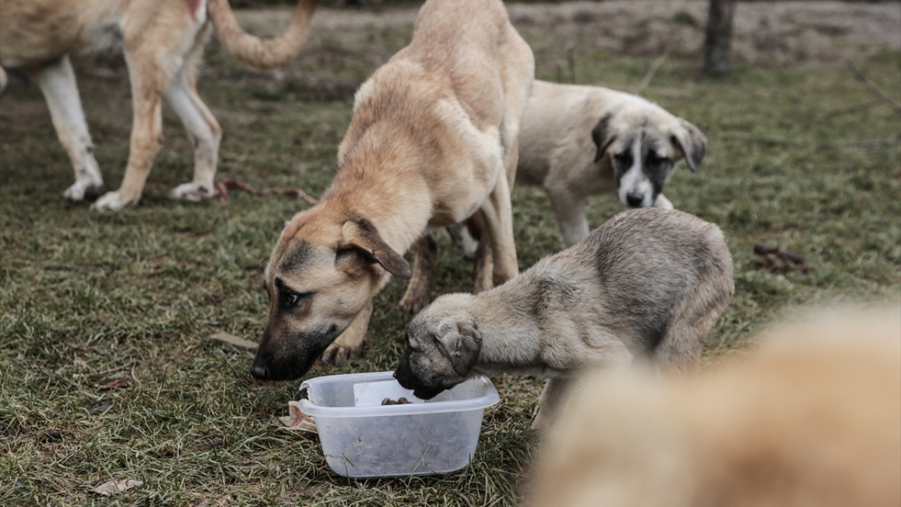 Mehmet Armağan Akçay, yaptığı açıklamada, ilk dönemlerde sahipsiz köpekleri sokakta beslemeye çalıştığını, ardından "can dostlar" için korunaklı bir alan oluşturmaya karar verdiğini söyledi.