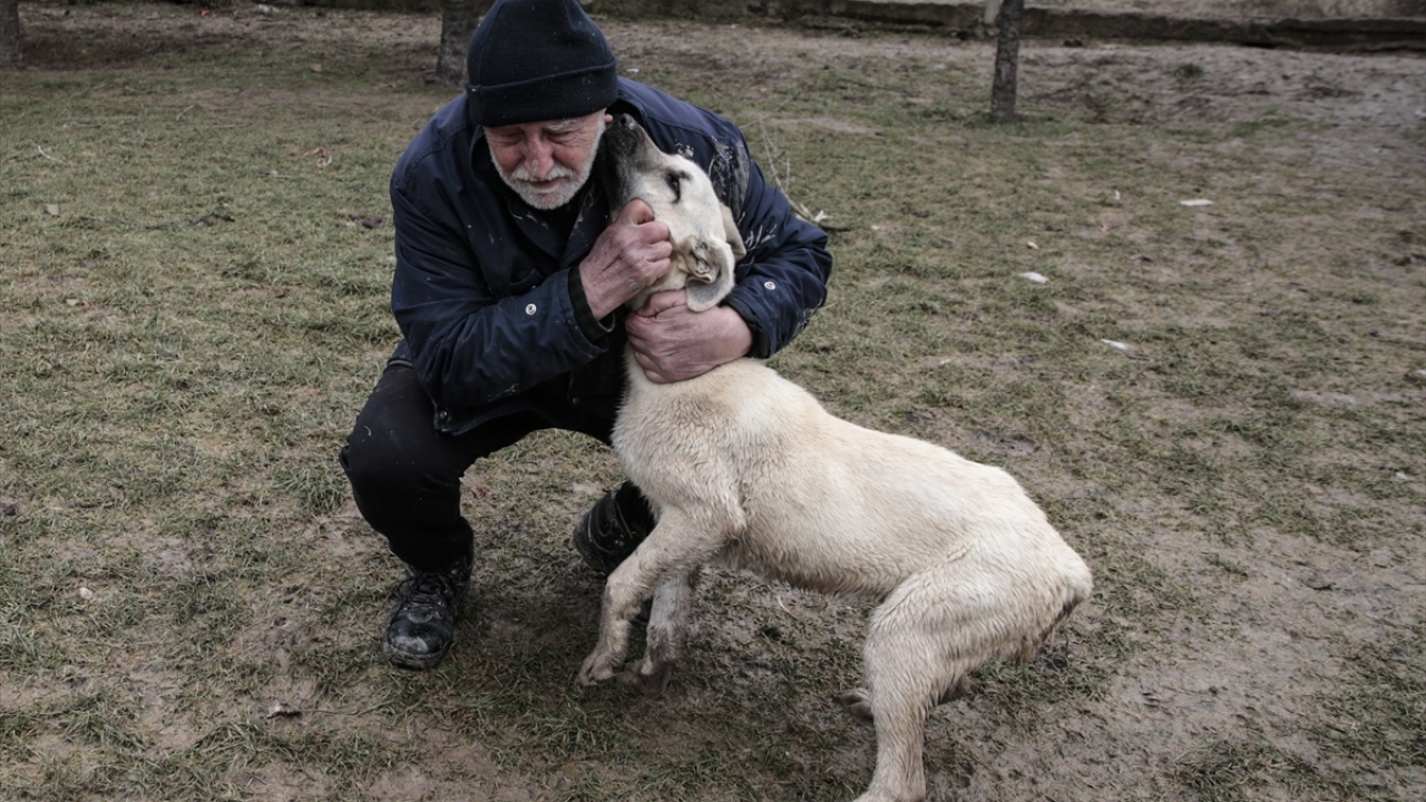 Hayvanların da sevgiye ihtiyacı olduğuna işaret eden Akçay, zaman zaman sosyal medya aracılığıyla bir araya gelen üniversite öğrencileri ve hayvanseverlerin kendisiyle irtibata geçerek buradaki köpeklerle ilgilendiğini sözlerine ekledi.