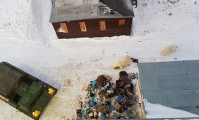 Rusya’da kutup ayıları şehre indi