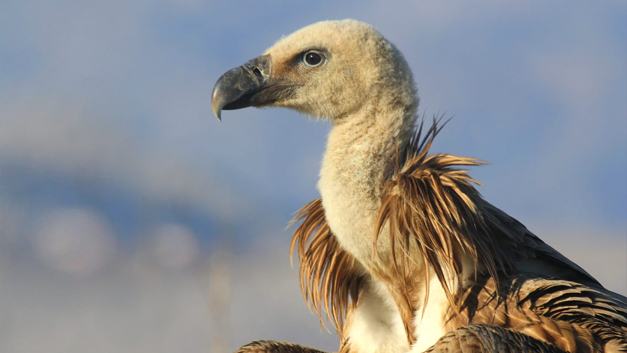 Belgrad`ta halkalandığı tespit edilen kızıl akbaba, ekipler tarafından koruma altına alınarak Kapıçam Tabiat Parkı içerisindeki keklik üretim istasyonuna götürüldü.