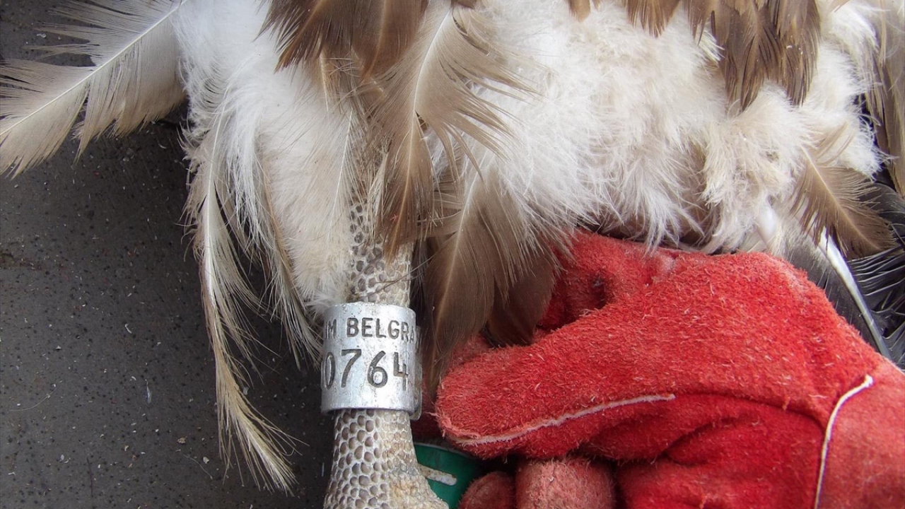 Akbaba, burada gerekli tedavi ve bakımlarının ardından doğaya salınacak.