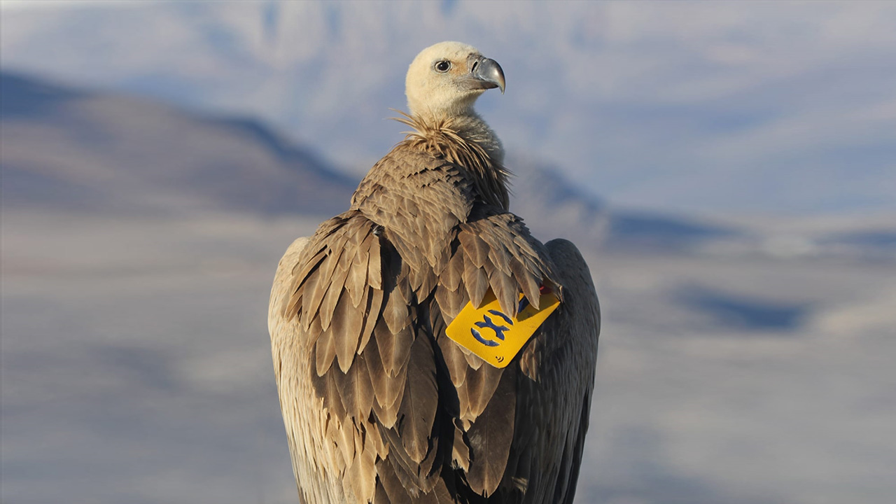 Çobanların durumu bildirmesi üzerine bölgeye gelen Doğa Koruma ve Milli Parklar Kahramanmaraş Şube Müdürlüğü ekipleri hayvanın kızıl akbaba olduğunu belirledi.
