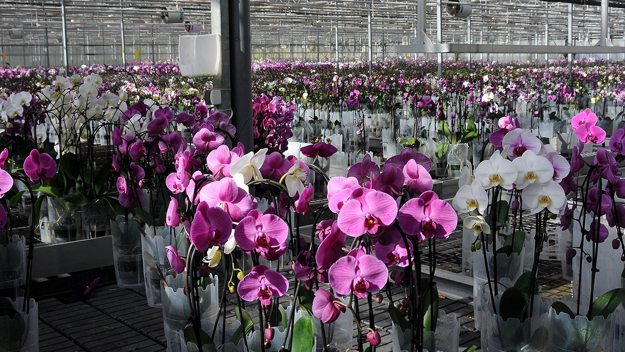 Firmanın Yönetim Kurulu Başkanı Turhan Tuğtekin, yaptığı açıklamada, Sevgililer Günü`nün vazgeçilmezi olan güle, yerli üretim olan orkide ile alternatif oluşturduklarını söyledi.