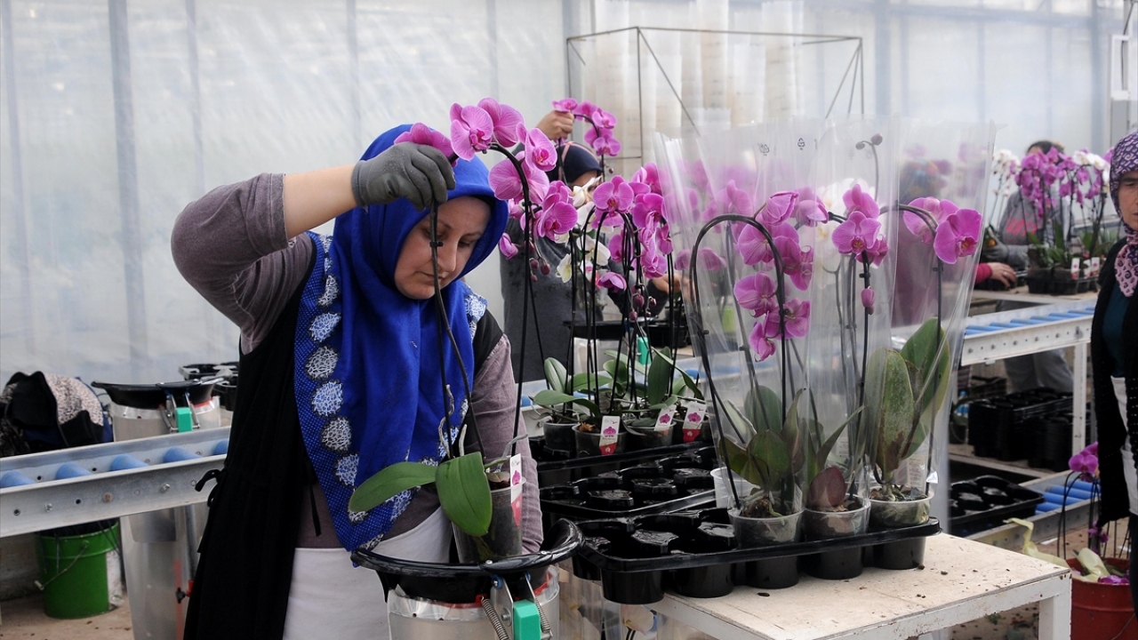 Yaklaşık 40 bin metrekarelik tesislerinde üretim yaptıklarını vurgulayan Tuğtekin, orkidede ülkenin sayılı üreticilerinden olduklarını anlattı.