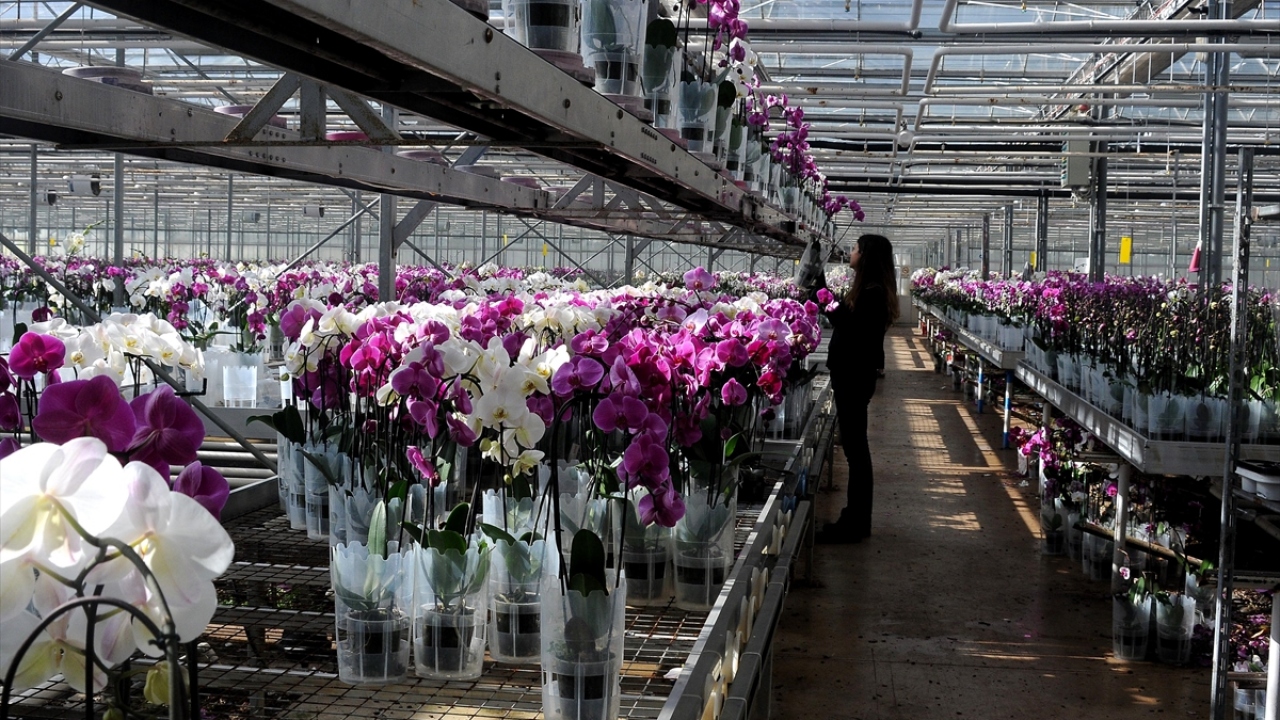 Yılda 1 milyon civarında "Phalaenopsis" türü orkide üretimi yaptıklarını dile getiren Tuğtekin, önceden ithal edilen bu çiçeğin artık yerli imkanlarla üretildiğini, yıllık 2,5 milyon adet üretim hedeflediklerini vurguladı.