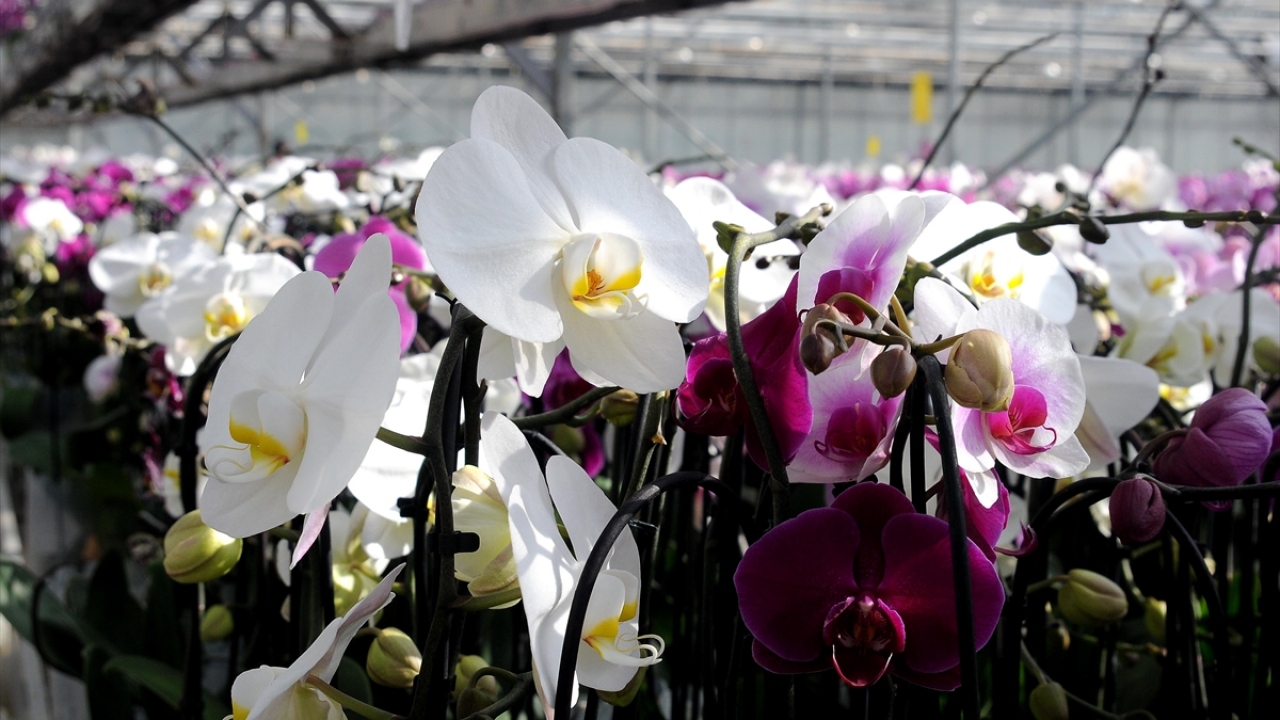 "Yıllık üretimimizin yarısına yakınını Sevgiler Günü öncesinde satıyoruz"