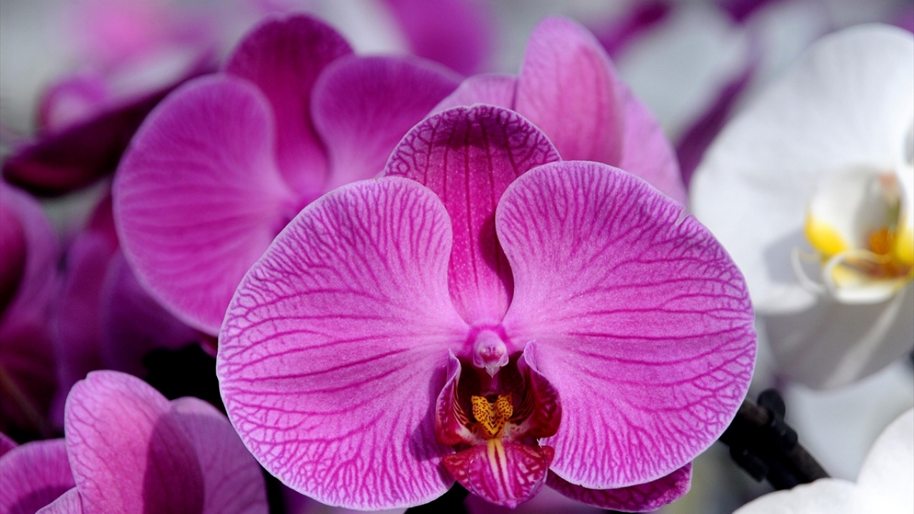 "Suudi Arabistan`a 200 bin orkide ihraç ettik."