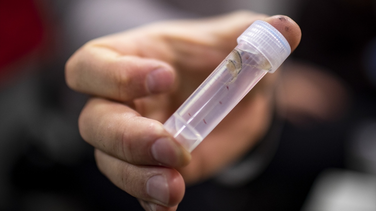 "Besin ağını tanımlamaya çalışıyoruz"