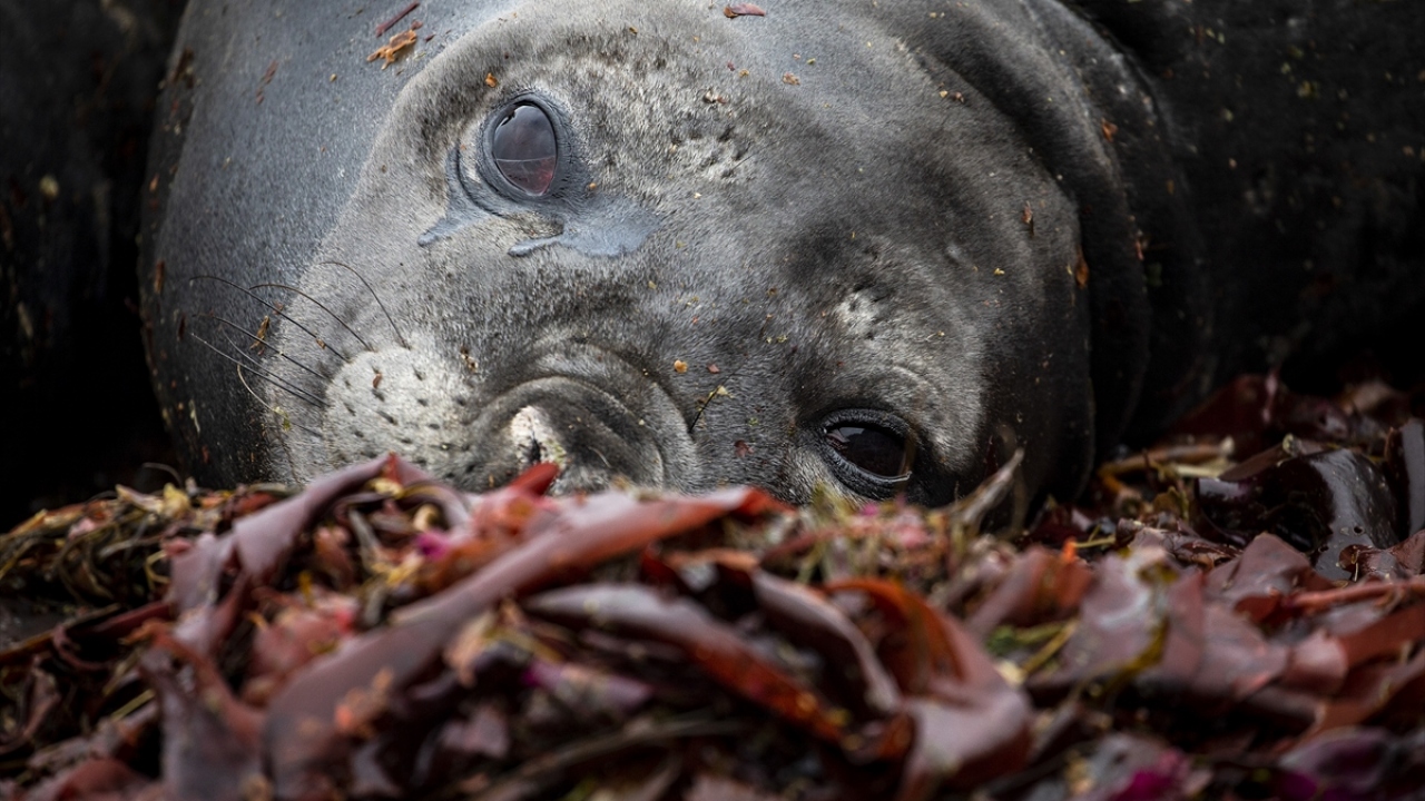 Antarktika`da yaz mevsimi, kasım-şubat aylarında yaşanıyor. Dünyanın en büyük çölü olarak da tanımlanan Antarktika, resmi bir zaman dilimi içinde yer almıyor. 