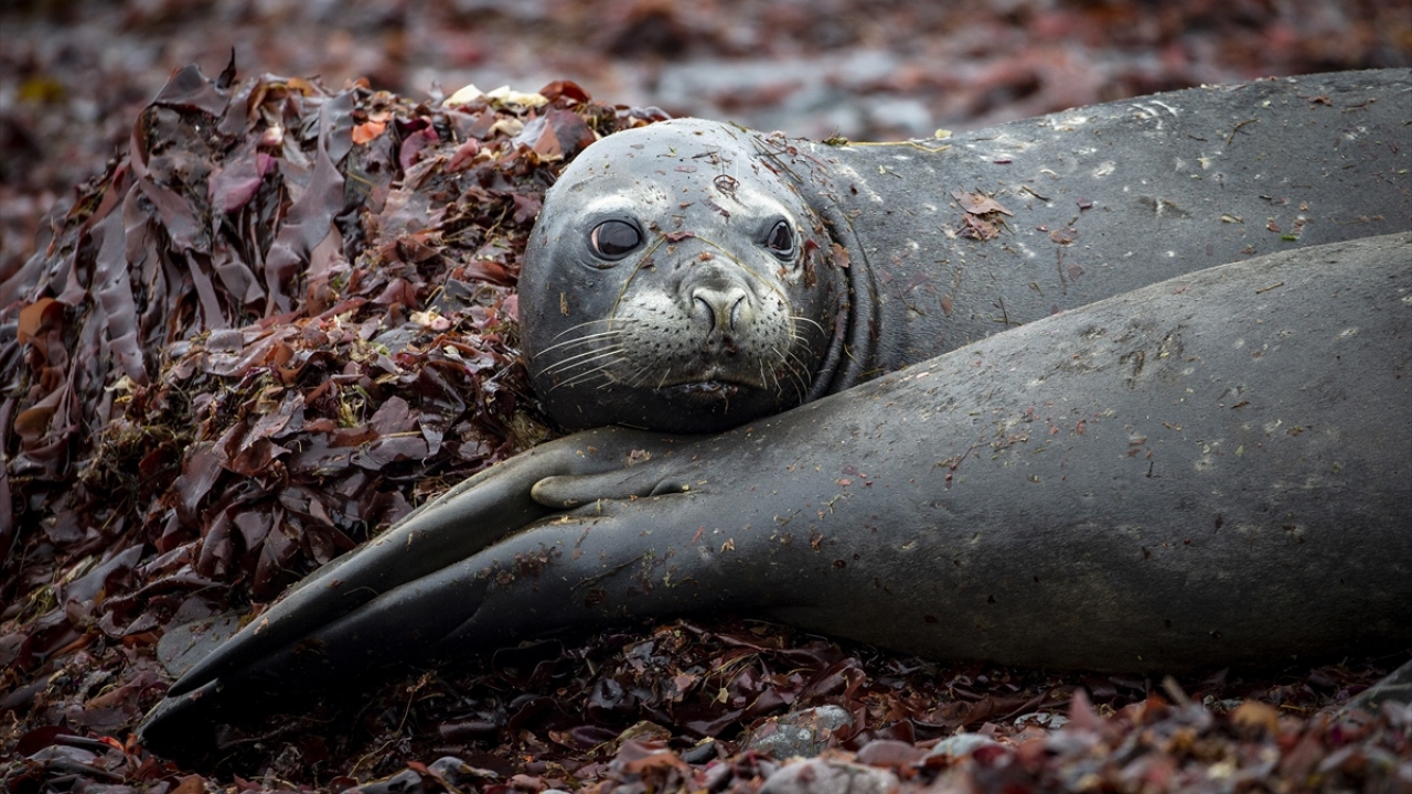 Kıtada dünya tarihine dair ipuçları içeren buz ve tortu kalıntıları da bulunuyor. Bölgenin canlı organizmalarının zor koşullarda hayatta kalacak genetik sırları içerdiği belirtiliyor.