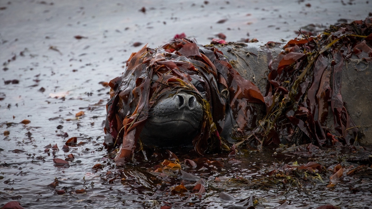 Son yıllarda yaşanan önemli teknolojik gelişmelerle kıtada önemli iklim modellemeleri ve ilaç araştırmaları hayata geçiriliyor.
