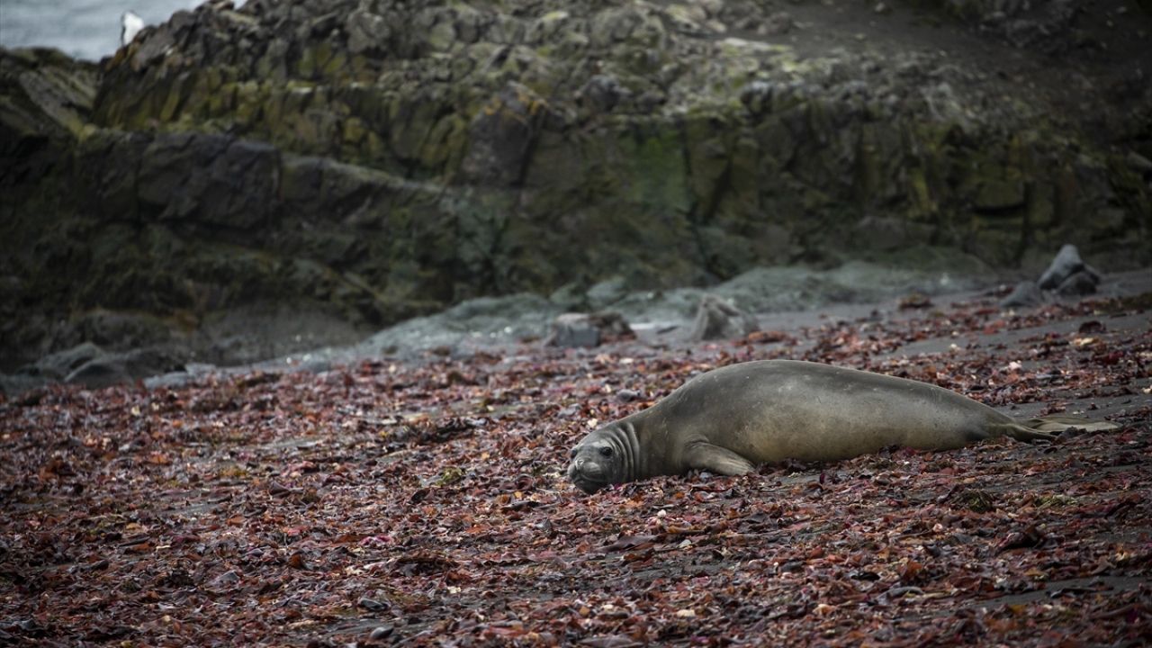 Antarktika, zorlu coğrafyası ve gizemli yapısıyla 18. yüzyıldan bu yana kaşifler ve bilimsel araştırma ekiplerinin gözde noktalarından birini oluşturuyor. 