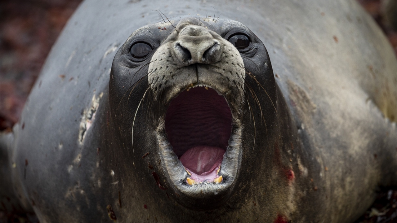 Yerli halkı olmayan ve hiçbir ülkenin yönetimi altında bulunmayan Antarktika, "bilim ve barış kıtası" olarak adlandırılıyor. Kıtaya penguenler, foklar, balinalar, kuşlar ve çeşitli hayvanlar ev sahipliği yapıyor. 