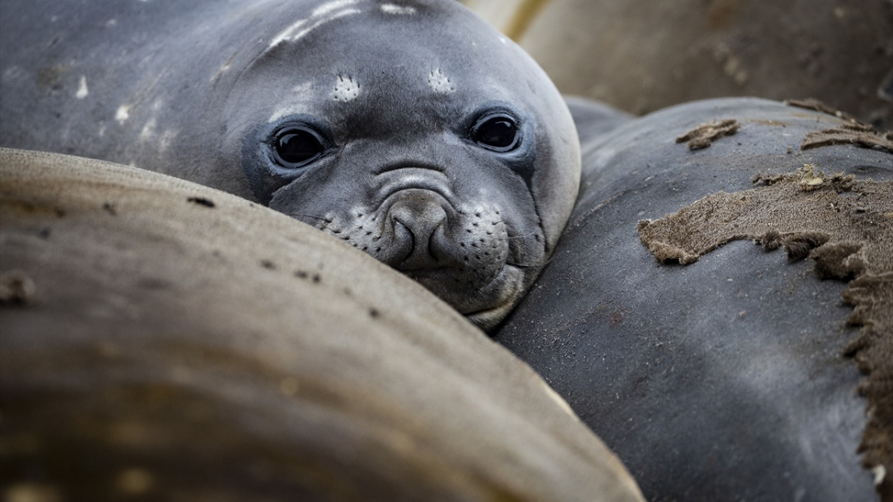 1959`da imzalanan Antarktika Antlaşması, kıtayı barış ve bilime adanmış doğal koruma alanı olarak güvence altına alıyor. Antarktika bu özelliğiyle insanlığın ortak yararına adanmış yegane toprak parçası ve deniz alanı olma özelliği taşıyor. 