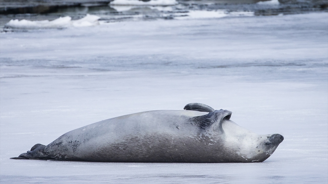 Halihazırda 53 ülkenin taraf olduğu antlaşmayla kıtada sadece bilimsel çalışmaların ve araştırmaların yapıldığı istasyonların faaliyet göstermesine izin veriliyor. 
