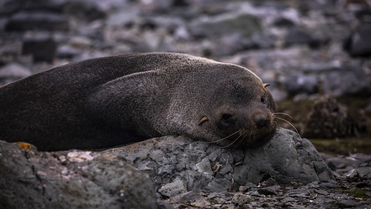 30 ülkenin 100`e yakın bilim üssü var