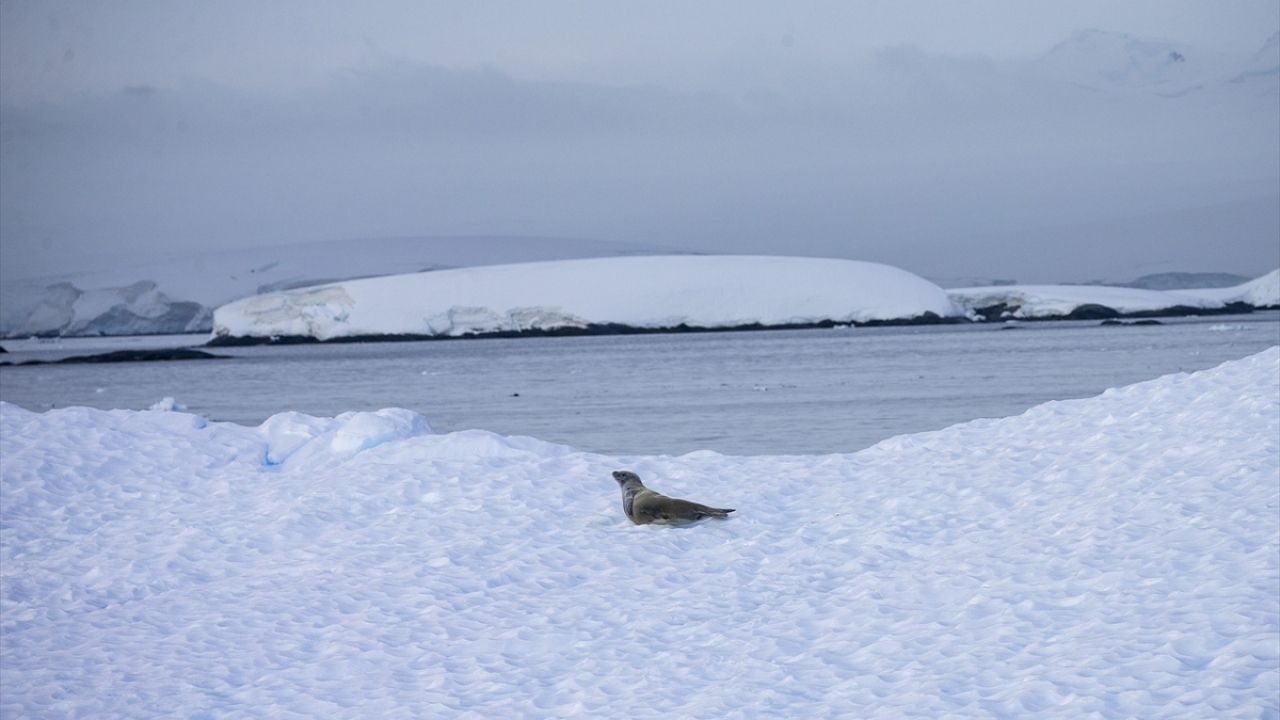 Antarktika`nın el değmemiş doğası dünyanın geleceği için büyük önem taşıyor. Kıtanın barındırdığı canlı deniz kaynakları ve buzullarında saklı su potansiyeli, yeryüzünün gelecekteki su ve gıda güvencesi olarak görülüyor. 