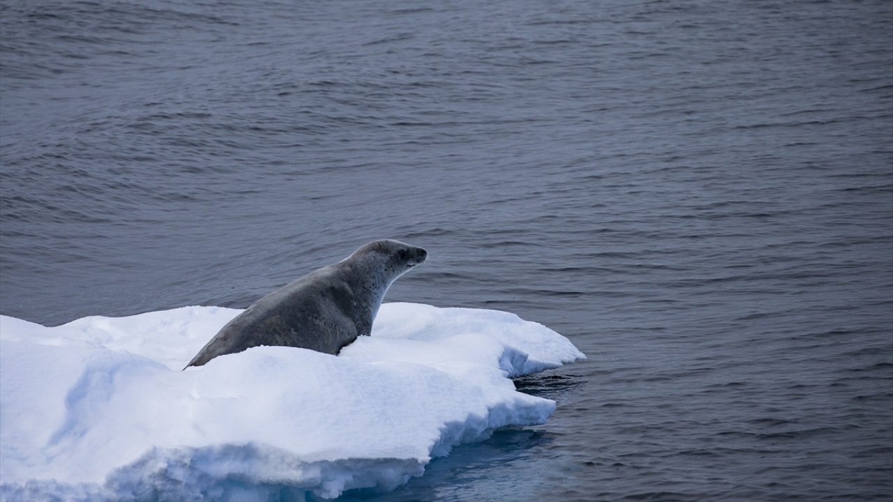 Üslerin neredeyse yarısı ulaşımı kolay ve yaşama elverişli olan Antarktik Yarımadası`nda konumlanırken, Güney Kutup Noktası gibi zorlu koşulları olan bölgelerde de üsler yer alıyor.