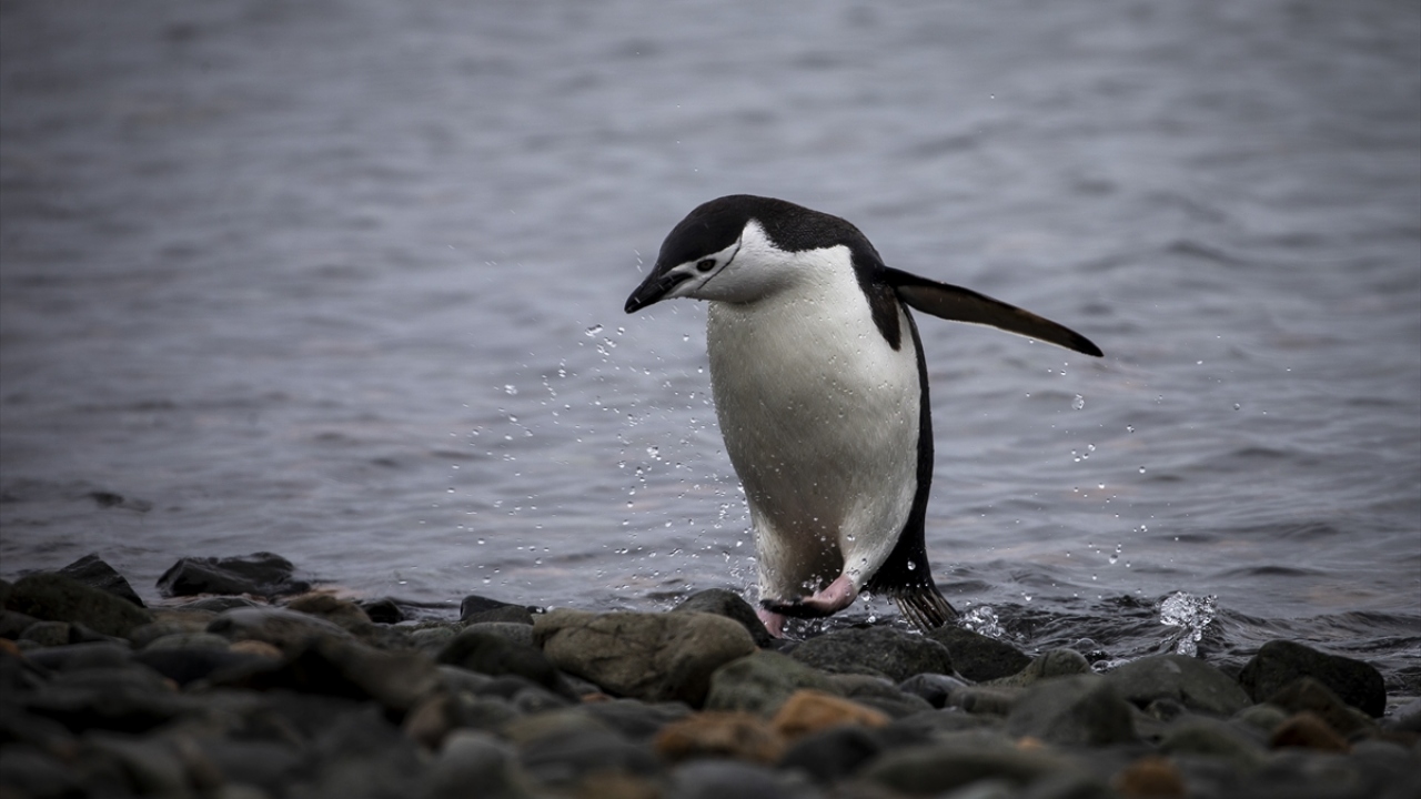 Türkiye de son yıllarda Antarktika`da önemli bilimsel çalışmalara imza atıyor.
