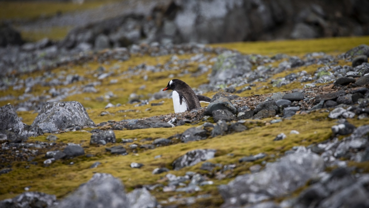 Kıtanın biyolojik yapısı, dünya ekosisteminin dengesi bakımından önem taşıyor.