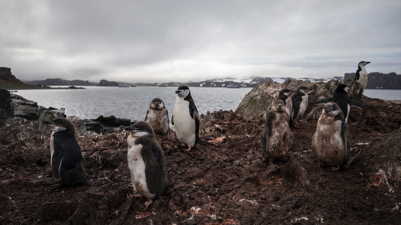 Antarktika`da bilimsel araştırma üssü bulunan ülkeler ise şunlar: 