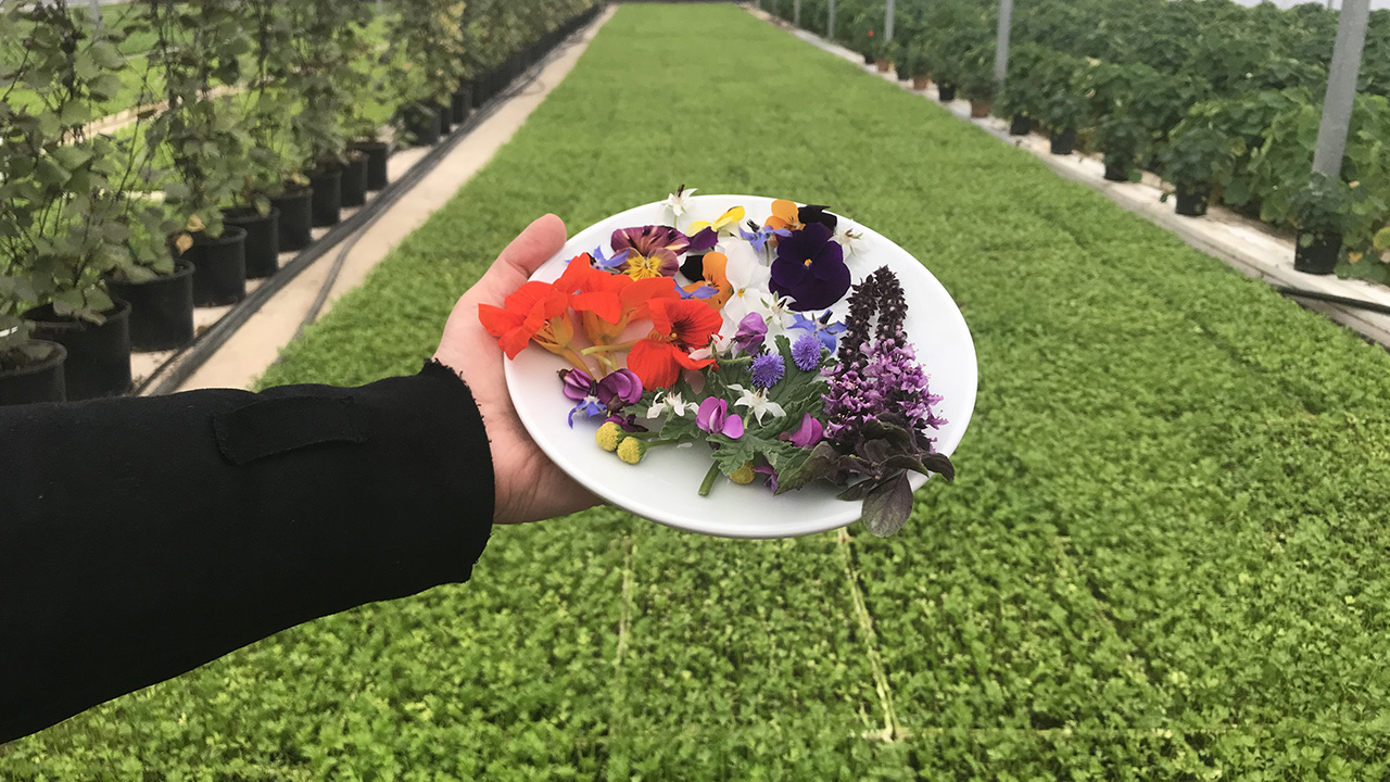 Serik ilçesinde yaklaşık iki dönümlük alanda üretilen latin, elektrik, deniz yıldızı ve mor gibi türlerine göre farklı isimleri bulunan 10 çeşit yenilebilir çiçek, 5 yıldızlı otellerin ve lüks restoranların sofralarını süslüyor.