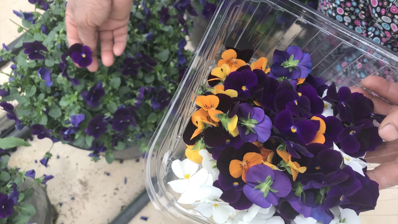 Vatandaşların çiçekleri büyük marketlerden satın alabileceğini aktaran Akbulut, "Hem görsel hem de tat olarak insanlarda güzel bir lezzet bırakalım istiyoruz." dedi. 