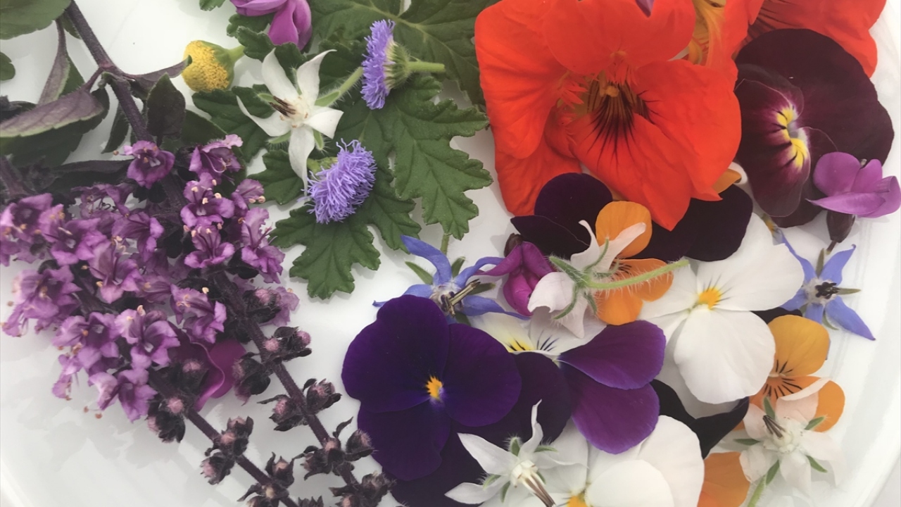 Elektrik çiçeğinin genellikle patates üzerine rendelenip fırında pişirildiğinde çok güzel bir tat oluşturduğunu anlatan Akbulut, bu tarifi herkese önerdi. 