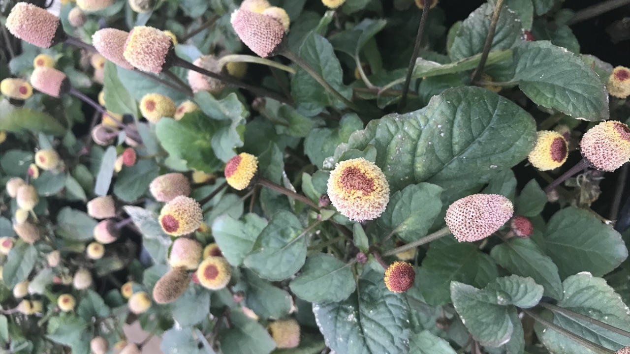 "Yenilebilir çiçek güzel bir hediye."