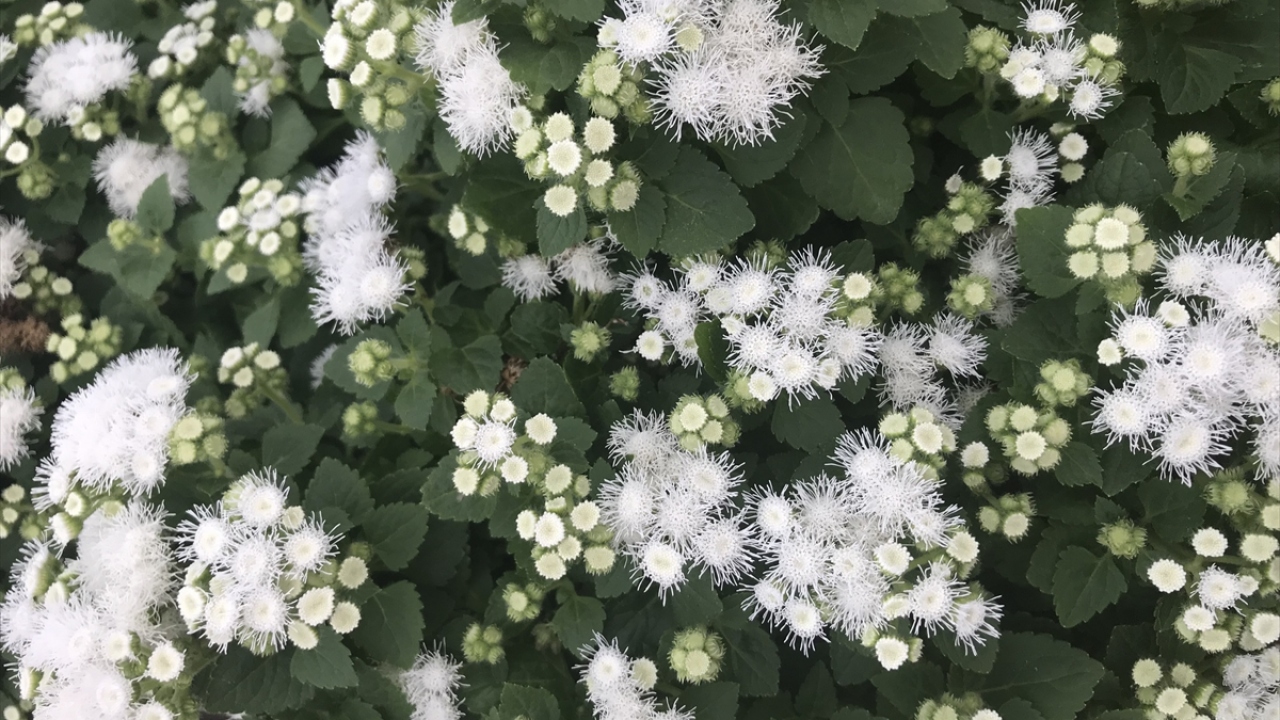 "Bu yıl 100 bin paketin üzerine çıkmayı hedefliyoruz."