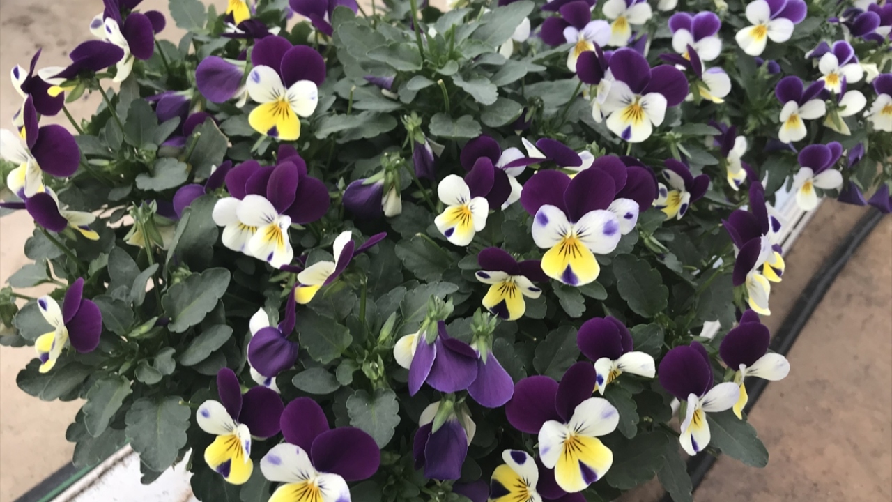 Firmanın ürettiği yenilebilir çiçekler, 14 Şubat Sevgililer Günü`nün hediyeleri arasına da girdi.