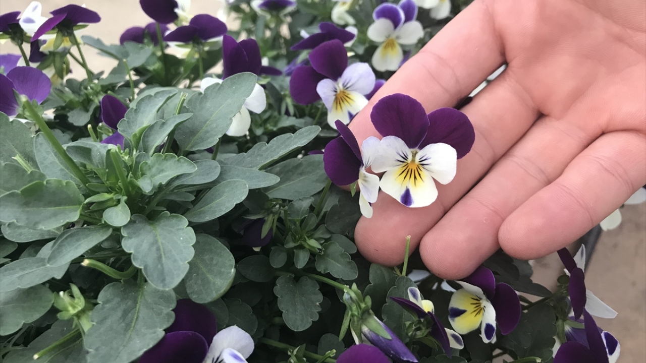 Salatalara, tatlılara, yemeklere görsellik ve lezzet katan çiçekler, sevgilileri de büyülüyor.