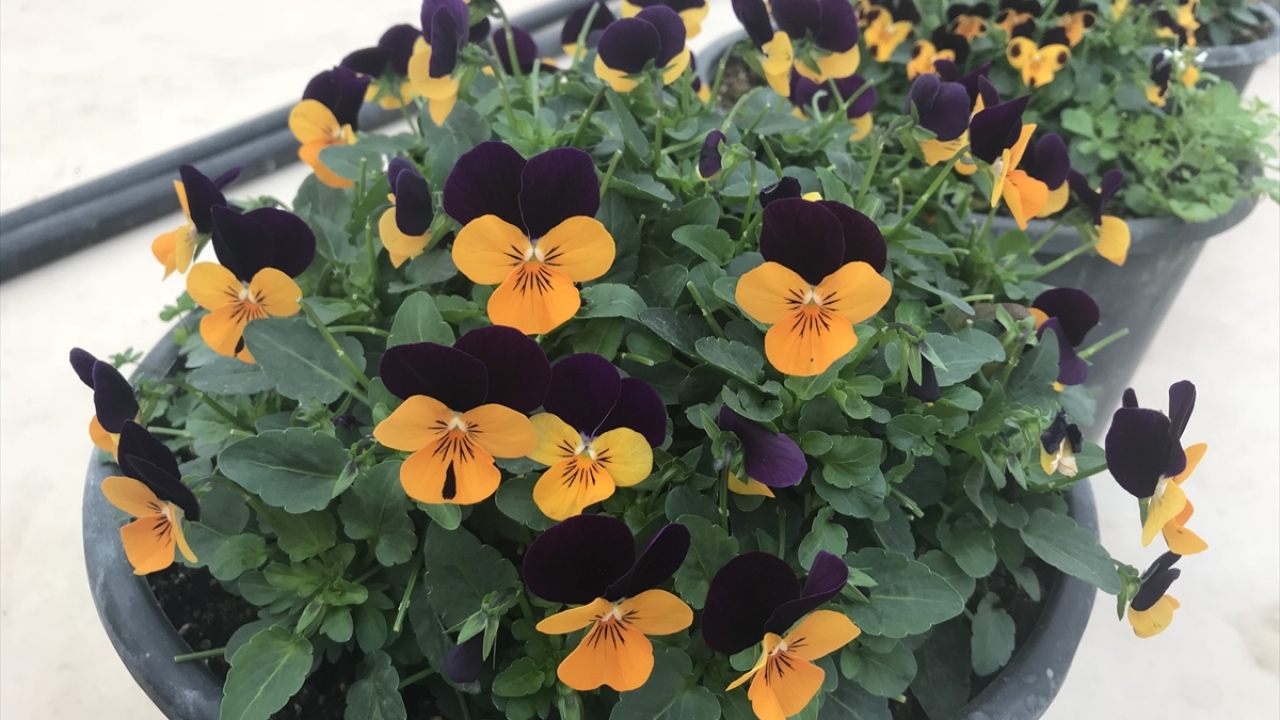 Ürettikleri yenilebilen çiçeklerin geçmişte Türk mutfağında bulunduğunu dile getiren Akbulut, unutulan tatları yeniden sofralara taşıdıklarını söyledi. 