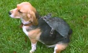 Sevimli köpek Molly'nin dostu terk edilmiş "keseli sıçan"