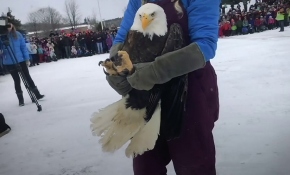 Kuyruğuna buz kütlesi yapışan kartalı yardımseverler kurtardı