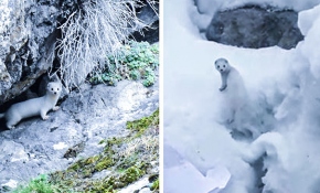 Gümüşhane ve Hakkari'de beyaz gelincik görüntülendi