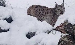 Tunceli'de vaşak görüntülendi