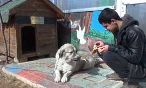 Ölmek üzereyken bulunan "Dost" engellilere rehberlik yapıyor