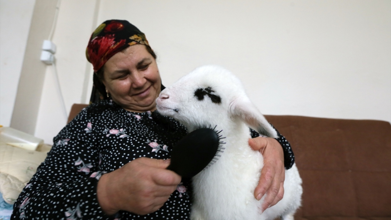 Kuzunun bakımını evde yapan 56 yaşındaki Ayşe Eroğlu, biberonla süt verdiği kuzuyu, etrafı kirletmesin diye bebek beziyle bezliyor.