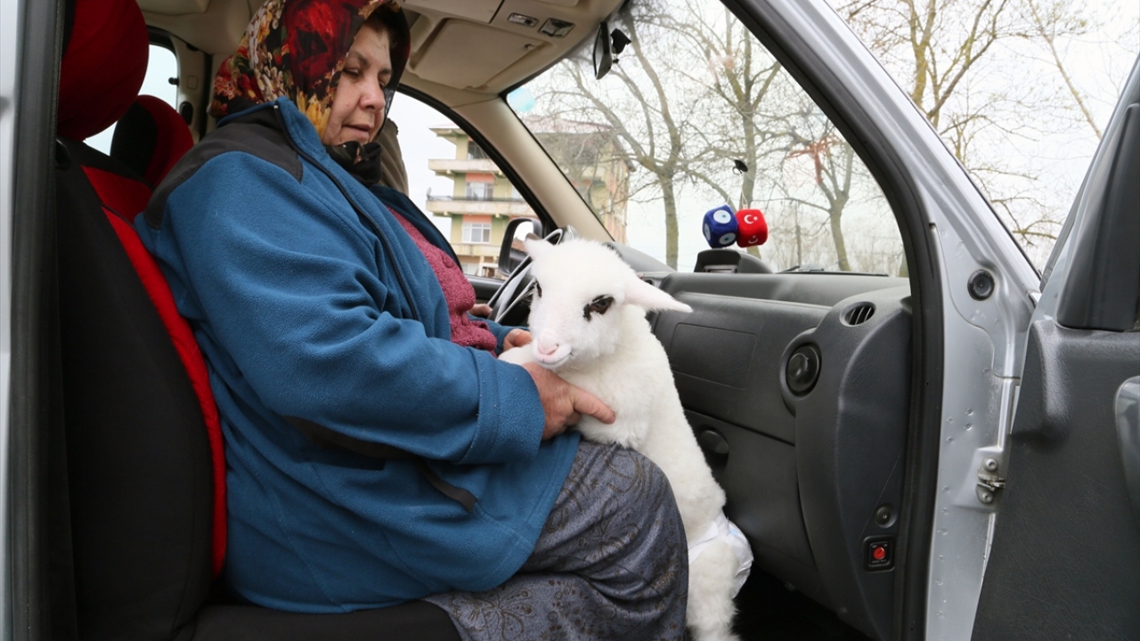 Eroğlu, büyüdüğünde "Birsen"i koyun ve kuzuların yanına bırakacaklarını sözlerine ekledi.