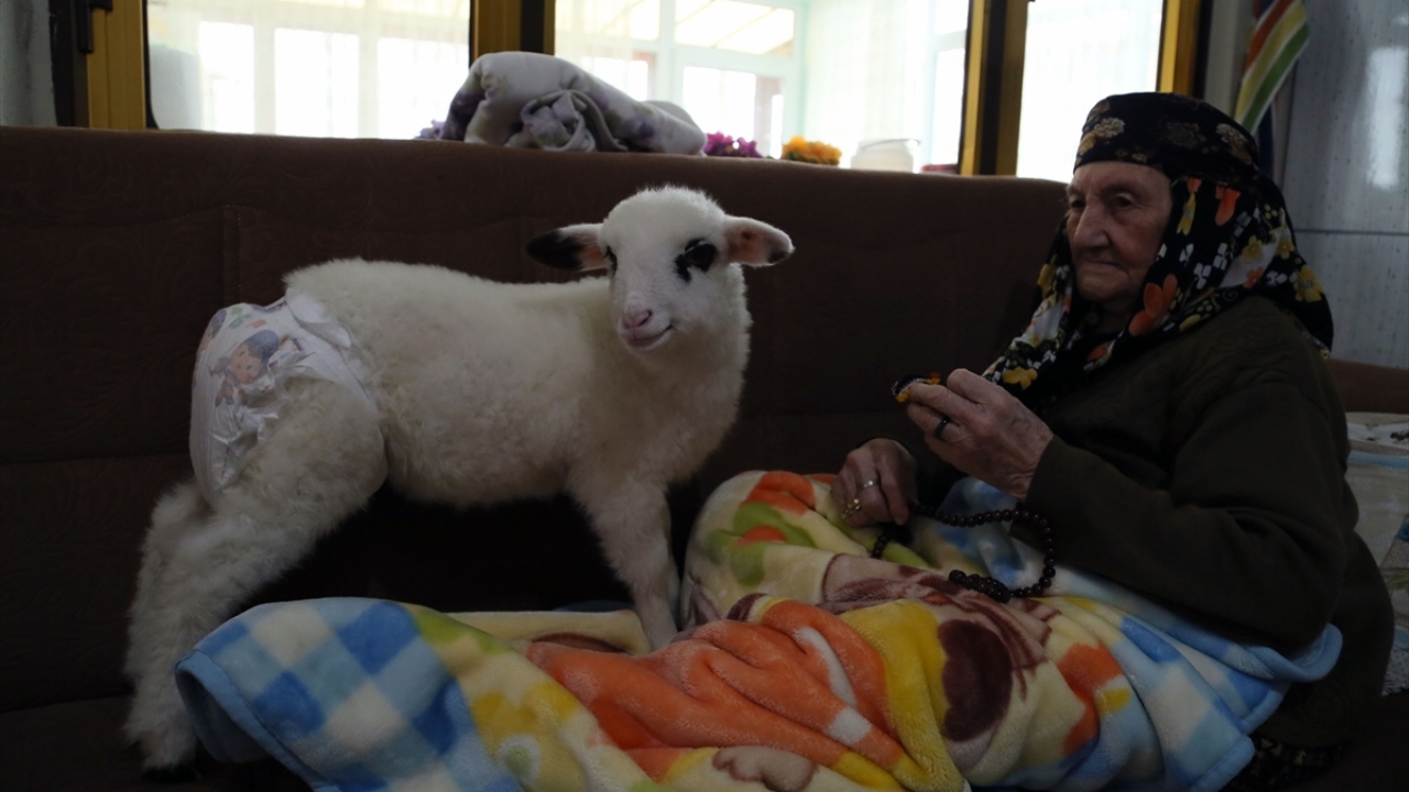 101 yaşındaki Emine Eroğlu da kuzuyu çok sevdiğini evde birlikte vakit geçirdiklerini, kuzunun kendisinin en yakın arkadaşı olduğunu ifade etti.