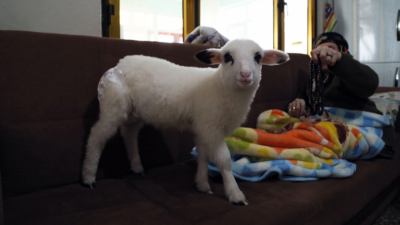 Tatlı Elma Mahallesi`nde yaşayan Eroğlu ailesinin koyunlarından birinin dördüz doğurması ve kuzulardan birinin yeterli beslenememesi üzerine aile yavruyu evlerine aldı. 