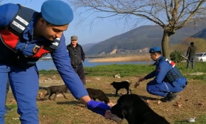 Mehmetçik görev yaptığı yerlerdeki sokak hayvanlarını besliyor