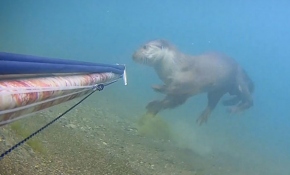 Rize'de su samuru görüldü