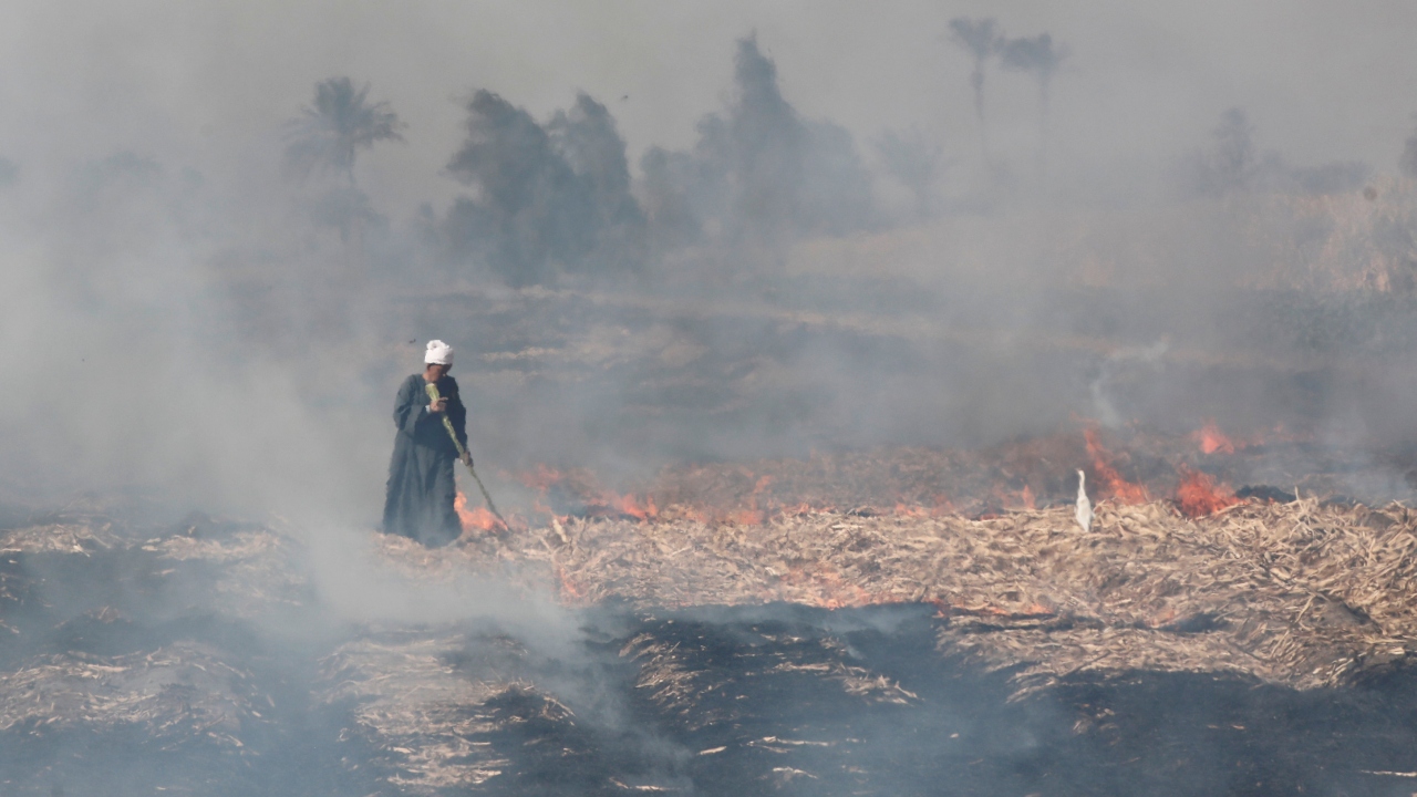 Önce şeker kamışları hazırlanıyor.