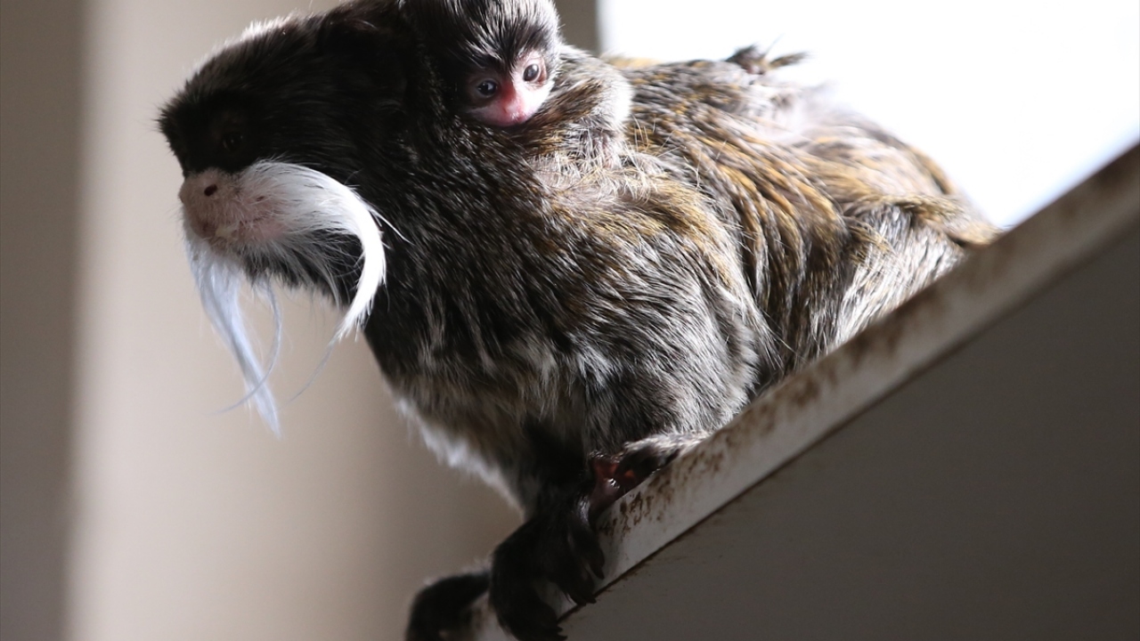 Bahar mevsiminin de habercisi olan sevimli yavrular, ziyaretçilerin ilgisini çekiyor.